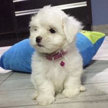 Home Raised Maltese Puppies