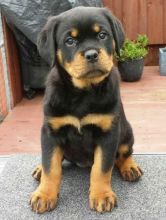 Male and female Rottweiler puppies for pet lovers.