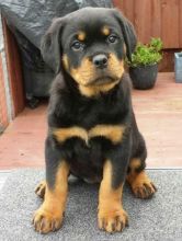 Marvelous Rottweiler Puppies for adoption