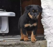 Rottweiler Puppies ready for a New Home
