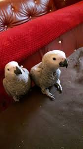 SWEET HANDFED BABY AFRICAN ~ CONGO GREY** Image eClassifieds4u