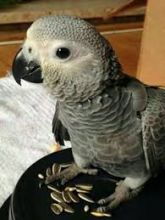 SWEET HANDFED BABY AFRICAN ~ CONGO GREY** Image eClassifieds4u 2