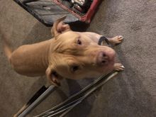 2.5 year old male red nose pitbull Image eClassifieds4u 1
