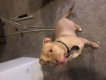2.5 year old male red nose pitbull Image eClassifieds4u 2