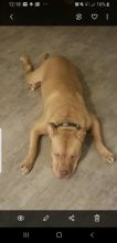 2.5 year old male red nose pitbull Image eClassifieds4u 3