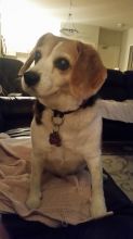 LOOKING FOR A BEAGLE
