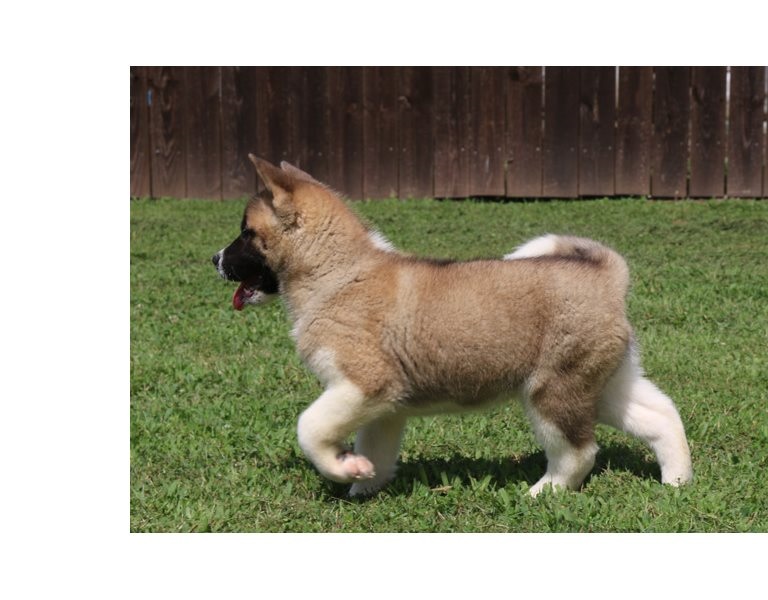 Healthy, home raised Akita pups available now for adoption. Image eClassifieds4u