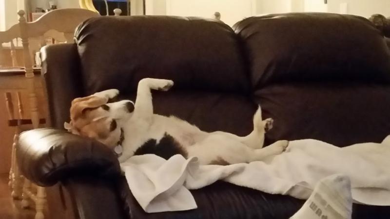 LOOKING FOR A BEAGLE Image eClassifieds4u