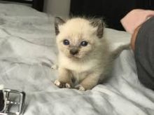 We have 2 male and female Siamese kittens Image eClassifieds4U