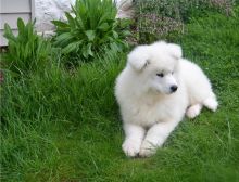 Adorable male and female Samoyed puppies.