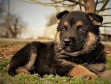 Home trained German shepherd puppies available.