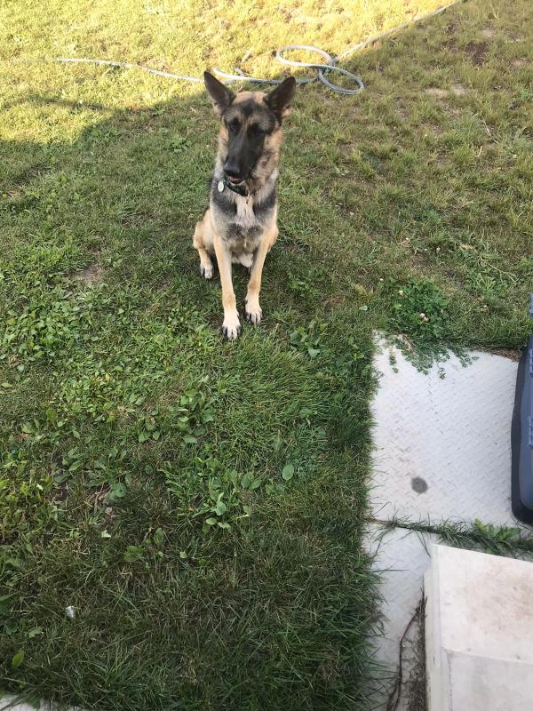 German Shepherd for Rehoming Image eClassifieds4u