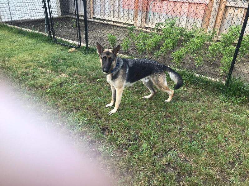 German Shepherd for Rehoming Image eClassifieds4u