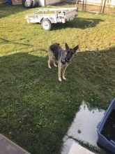 German Shepherd for Rehoming Image eClassifieds4u 2