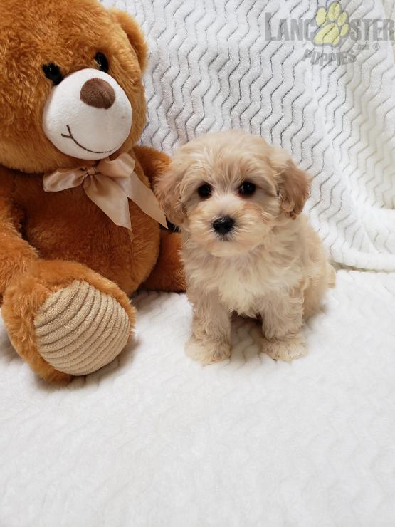 ***Gorgeous RARE Maltipoo Puppies*** Image eClassifieds4u