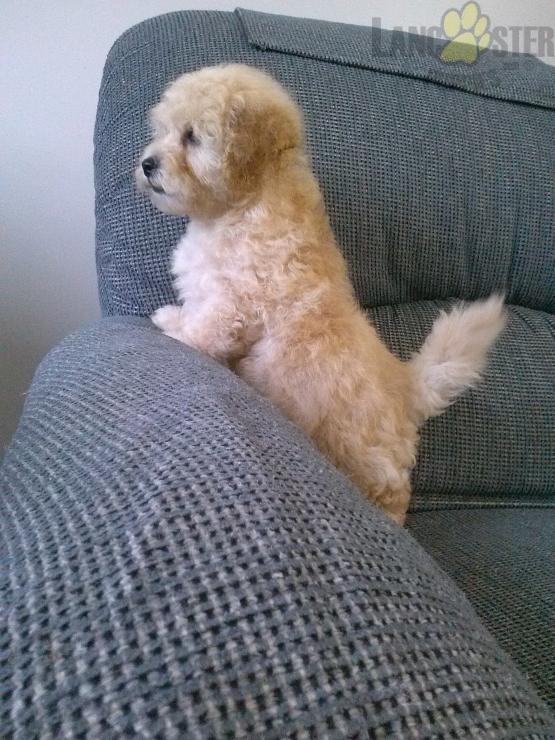 ***MALTIPOO PUPPIES-READY FOR NEW HOMES*** Image eClassifieds4u