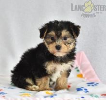 ❤️ ❤️ CKC REGISTERED MORKIE PUPS ❤️ ❤️