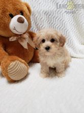 ***Gorgeous RARE Maltipoo Puppies***