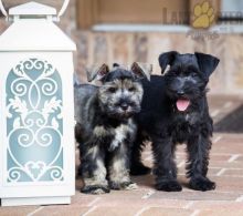 ***MINIATURE SCHNAUZER PUPPIES-READY FOR NEW HOMES***