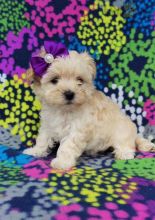 12 weeks old Maltipoo Pups *Trained*