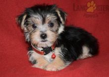 12 weeks old Morkie Pups *Trained*