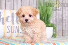 Beautiful Maltipoo Puppies! READY NOW!