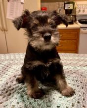 Beautiful Miniature Schnauzer puppies for adoption~non shedding