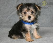 Beautiful Morkie puppies for adoption~non shedding