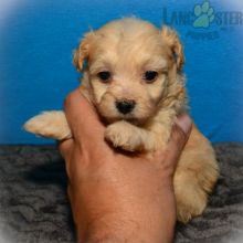 Adorable Maltipoo Puppies-Male/Female left!!