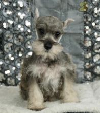 Adorable Miniature Schnauzer Puppies-Male/Female left!!