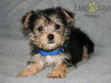 Adorable Morkie Puppies-Male/Female left!!