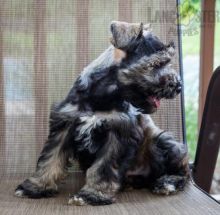 Healthy adorable *Miniature Schnauzer* puppies!