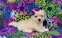 Lovely Maltipoo pups -READY TO pick up