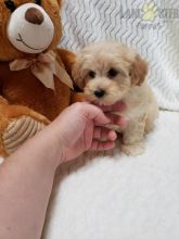 Maltipoo Puppies ready to go home! Health Guarantee Incl.