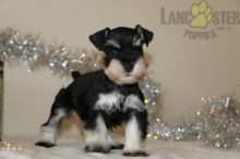 Miniature Schnauzer pups!!! Meet them Now !