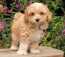 Only 2 available! Maltipoo pups! **Vaccinated**