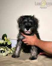 Only 2 available! Miniature Schnauzer pups! **Vaccinated**