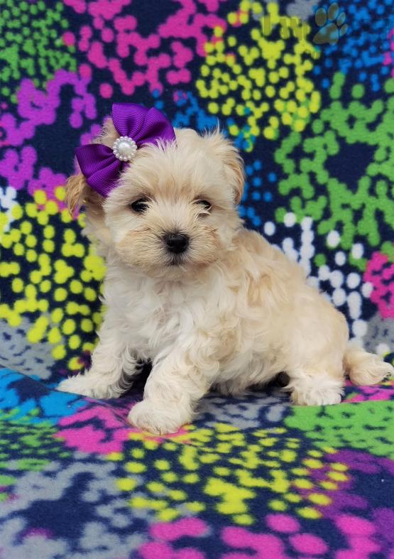 12 weeks old Maltipoo Pups *Trained* Image eClassifieds4u