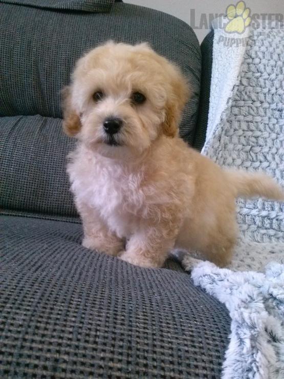 CKC Reg'd Maltipoo Puppies- 2 LEFT Image eClassifieds4u