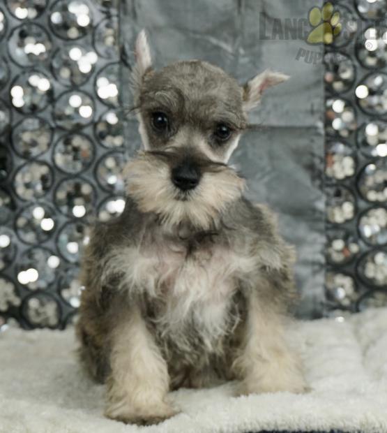 Adorable Miniature Schnauzer Puppies-Male/Female left!! Image eClassifieds4u