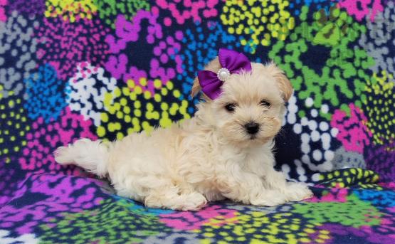 Lovely Maltipoo pups -READY TO pick up Image eClassifieds4u