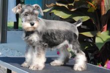 ❤️❤️ Miniature Schnauzer Puppies ❤️❤️ Girl & Boy ❤️ ❤️ Image eClassifieds4U