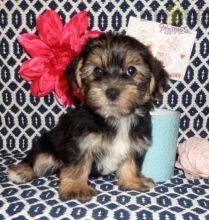 ❤️❤️ Morkie Puppies ❤️❤️ Girl & Boy ❤️ ❤️ Image eClassifieds4U