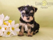 ***MORKIE PUPPIES-READY FOR NEW HOMES*** Image eClassifieds4U
