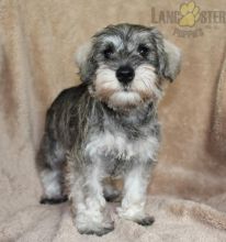 12 weeks old Miniature Schnauzer Pups *Trained* Image eClassifieds4U