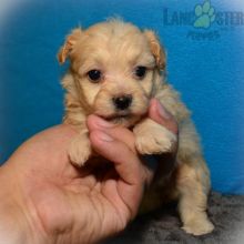 Beautiful Maltipoo puppies for adoption~non shedding Image eClassifieds4U