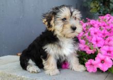 CKC Reg'd Morkie Puppies- 2 LEFT Image eClassifieds4U