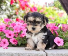 Healthy adorable *Morkie* puppies! Image eClassifieds4U