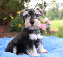 Like Miniature Schnauzers?Cutest Miniature Schnauzers Available Image eClassifieds4U