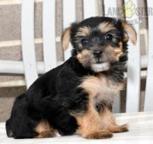 Lovely Morkie pups -READY TO pick up Image eClassifieds4U